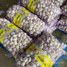 Sinofarm brand Shandong Fresh white Garlic Price packed in 10kg mesh bags for Vietnam market